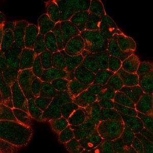 Immunofluorescent analysis of PFA-fixed MCF-7 cells. DDX41 Mouse Monoclonal Antibody (PCRP-DDX41-1B4) followed by goat anti-mouse IgG-CF488 (green); counterstain is phalloidin (red).
