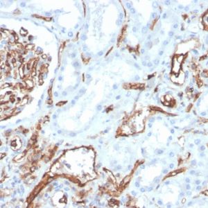 Formalin-fixed, paraffin-embedded human kidney stained with CD31 Mouse Monoclonal Antibody (PECAM1/3528).