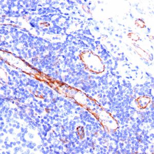 Formalin-fixed, paraffin-embedded human Tonsil stained with CD31 Mouse Monoclonal Antibody (C31.3).