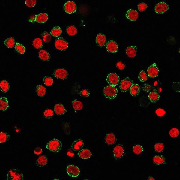 Immunofluorescence Analysis of PFA-fixed Jurkat cells labeled with CD31 Mouse Monoclonal Antibody (C31.3) followed by Goat anti-Mouse IgG-CF488 (Green). The nuclear counterstain is Nucspot (Red)