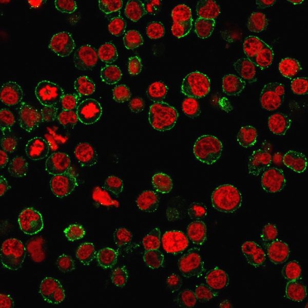 Immunofluorescence staining of Jurkat cells using CD31 Mouse Monoclonal Antibody (PECAM1/3534) followed by goat anti-mouse IgG-CF488 (green). Nuclei are stained with RedDot.