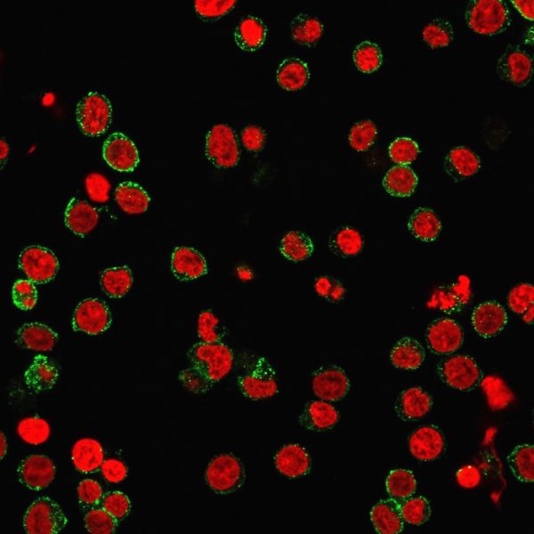 Immunofluorescence Analysis of PFA-fixed Jurkat cells labeled with CD31 Monoclonal Antibody (SPM532) followed by Goat anti-Mouse IgG-CF488 (Green). The nuclear counterstain is Nucspot (Red)