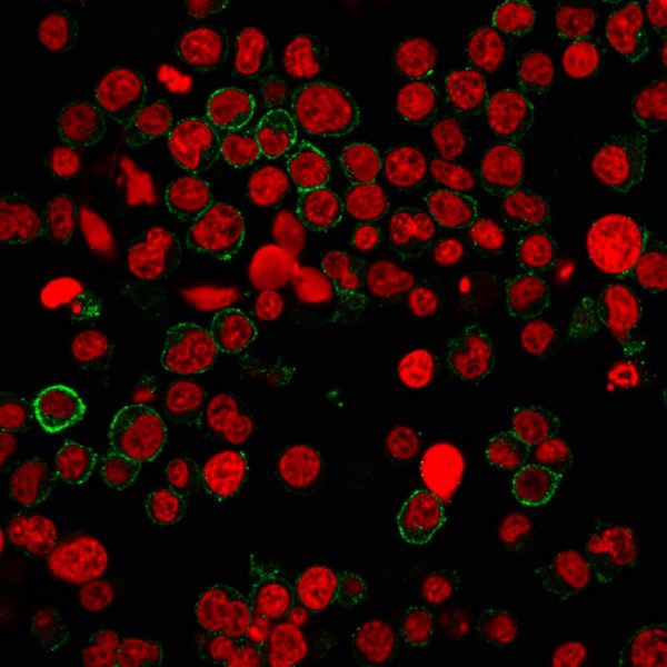 Immunofluorescence staining of Jurkat cells using CD31 Mouse Monoclonal Antibody (PECAM1/3540) followed by goat anti-Mouse IgG conjugated to CF488 (green). Nuclei are stained with Reddot.