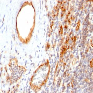 Formalin-fixed, paraffin-embedded human Tonsil stained with CD31 Monoclonal Antibody (1A10)