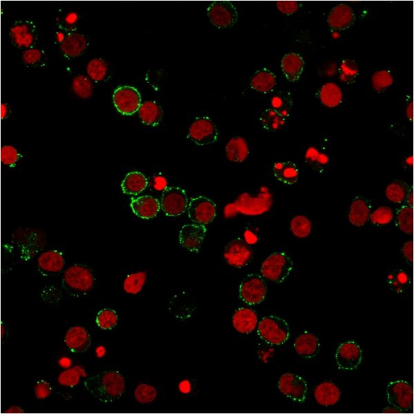 Immunofluorescent staining of PFA-fixed Jurkat cells using CD31 Mouse Monoclonal Antibody (158-2B3) followed by goat anti-Mouse IgG conjugated with CF488 (green). Nuclei are labeled with RedDot (red).
