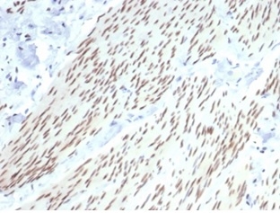 Formalin-fixed, paraffin-embedded horse smooth muscle stained with PR Recombinant Rabbit Monoclonal Antibody (PGR/6854R).