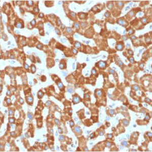 Formalin-fixed, paraffin-embedded human Liver stained with Prohibitin Mouse Monoclonal Antibody (PHB/1881).