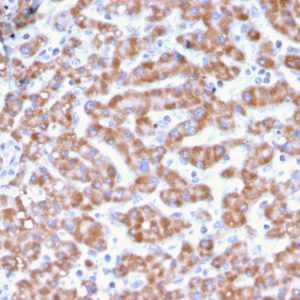 Formalin-fixed, paraffin-embedded human Liver stained with Prohibitin Mouse Monoclonal Antibody (PHB/3231).