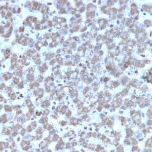 Formalin-fixed, paraffin-embedded human Liver stained with Prohibitin Mouse Monoclonal Antibody (PHB/3194).