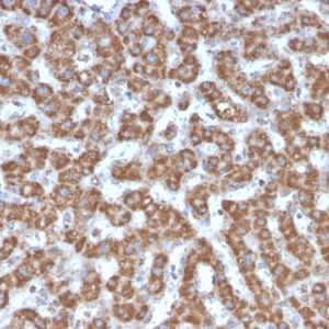 Formalin-fixed, paraffin-embedded human Liver stained with Prohibitin Mouse Monoclonal Antibody (PHB/3226).