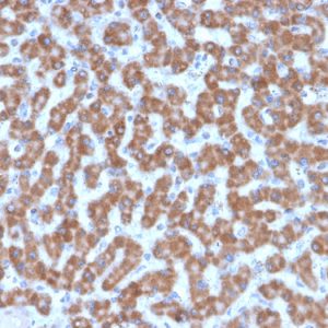 Formalin-fixed, paraffin-embedded human Liver stained with Prohibitin Mouse Monoclonal Antibody (PHB/3227).