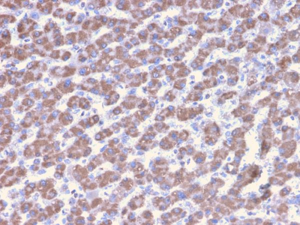 Formalin-fixed, paraffin-embedded human Liver stained with Prohibitin Mouse Monoclonal Antibody (PHB/3228).
