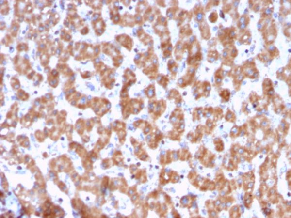 Formalin-fixed, paraffin-embedded human Liver stained with Prohibitin Mouse Monoclonal Antibody (PHB/3228).