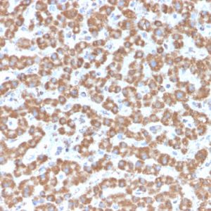 Formalin-fixed, paraffin-embedded human Liver stained with Prohibitin Mouse Monoclonal Antibody (PHB/3229).