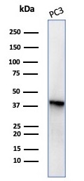 Western blot analysis of PC3 cell lysate using SERPINB5 / Maspin Mouse Monoclonal Antibody (SERPINB5/4977). SERPINB5 / Maspin (Tumor Suppressor & Epithelial Biomarker) Antibody - Image 2