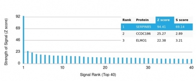 Analysis of Protein Array containing more than 19,000 full-length human proteins using SERPINB5 / Maspin Mouse Monoclonal Antibody (SERPINB5/4977). Z- and S- Score: The Z-score represents the strength of a signal that a monoclonal antibody (MAb) (in combination with a fluorescently-tagged anti-IgG secondary antibody) produces when binding to a particular protein on the HuProtTM array. Z-scores are described in units of standard deviations (SD's) above the mean value of all signals generated on that array. If targets on HuProtTM are arranged in descending order of the Z-score, the S-score is the difference (also in units of SD's) between the Z-score. S-score therefore represents the relative target specificity of a MAb to its intended target. A MAb is considered to specific to its intended target, if the MAb has an S-score of at least 2.5. For example, if a MAb binds to protein X with a Z-score of 43 and to protein Y with a Z-score of 14, then the S-score for the binding of that MAb to protein X is equal to 29. SERPINB5 / Maspin (Tumor Suppressor & Epithelial Biomarker) Antibody - Image 3