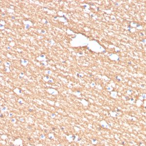 Formalin-fixed, paraffin-embedded human brain stained with Myelin PLP Mouse Monoclonal Antibody (PLP1/4259).