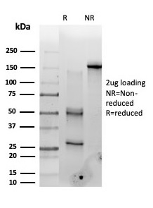 SDS-PAGE Analysis Purified PMS1 Mouse Monoclonal Antibody (PCRP-PMS1-2E11). Confirmation of Purity and Integrity of Antibody.