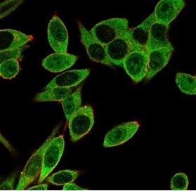 Immunofluorescence Analysis of PFA-fixed HeLa cells stained using PMS1 Mouse Monoclonal Antibody (PCRP-PMS1-2E11) [CF488]. PMS1 localized to nucleoplasm and nuclear bodies. Microtubules stained with CF640R.
