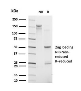 SDS-PAGE Analysis. Purified POLE3 Mouse Monoclonal Antibody (PCRP-POLE3-3D3).  Confirmation of Purity and Integrity of Antibody.
