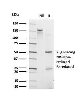 SDS-PAGE Analysis. Purified POLE3 Mouse Monoclonal Antibody (PCRP-POLE3-3D3).  Confirmation of Purity and Integrity of Antibody.