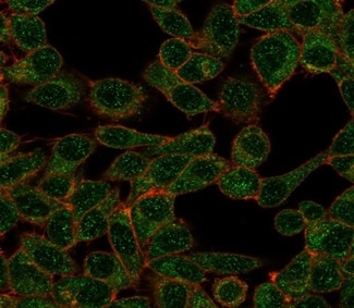 Immunofluorescence Analysis of PFA-fixed HeLa cells stained using POLE3 Mouse Monoclonal Antibody (PCRP-POLE3-3D3) followed by goat anti-mouse IgG-CF488 (green). CF640R phalloidin (red).
