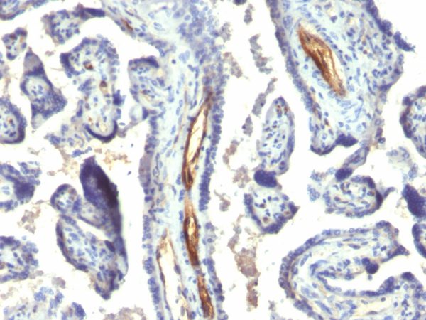 Formalin-fixed, paraffin-embedded human Placenta stained with Podocalyxin Monoclonal Antibody (2A4).