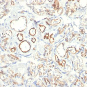Formalin-fixed, paraffin-embedded human Placenta stained with Podocalyxin Mouse Monoclonal Antibody (PODXL/2185).