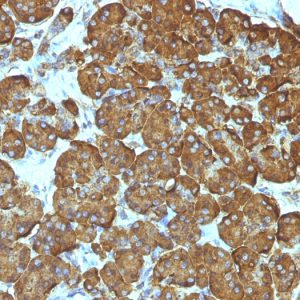 Formalin-fixed, paraffin-embedded human Pancreas stained with Cytochrome C Mouse Monoclonal Antibody (7H8.2C12).