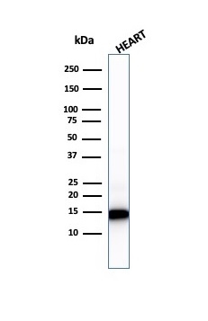 Western Blot Analysis of Heart tissue lysate using Cytochrome C Mouse Monoclonal Antibody (7H8.2C12).