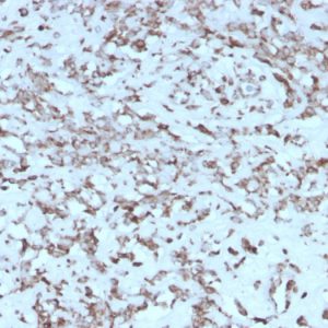Formalin-fixed, paraffin-embedded human Liver stained with Cytochrome C Mouse Monoclonal Antibody (rCYCS/1010).