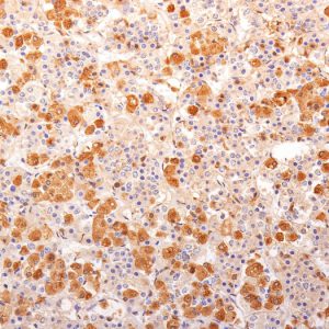 Formalin-fixed, paraffin-embedded human pituitary gland stained with ACTH Mouse Monoclonal Antibody (57).