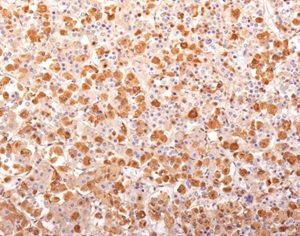 Formalin-fixed, paraffin-embedded human pituitary gland stained with ACTH Recombinant Mouse Monoclonal Antibody (r57).