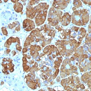 Formalin-fixed, paraffin-embedded human Pituitary stained with ACTH Monoclonal Antibody (CLIP/1449).