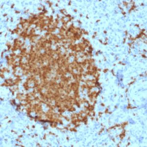 Formalin-fixed, paraffin-embedded human Spleen stained with BOB1 Mouse Monoclonal Antibody (BOB1/2421).