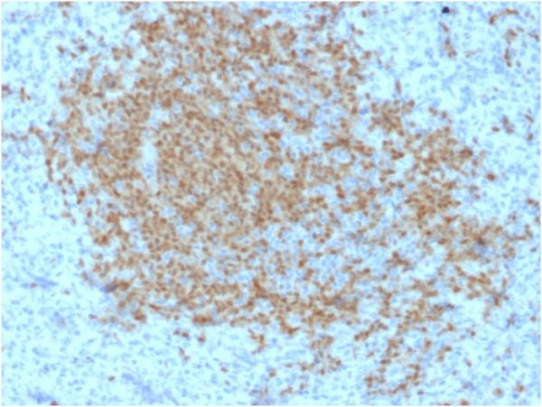Formalin-fixed, paraffin-embedded human Spleen stained with BOB1 Mouse Monoclonal Antibody (BOB1/2423).