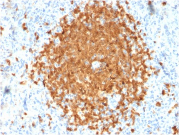 Formalin-fixed, paraffin-embedded human Spleen stained with BOB1 Monospecific Mouse Monoclonal Antibody (BOB1/2424).