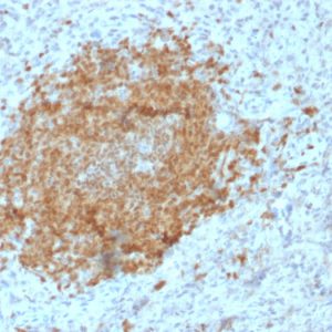 Formalin-fixed, paraffin-embedded human Spleen stained with BOB1 Mouse Monoclonal Antibody (BOB1/2425).