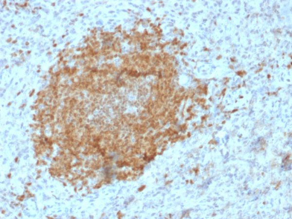 Formalin-fixed, paraffin-embedded human Spleen stained with BOB1 Mouse Monoclonal Antibody (BOB1/2425).
