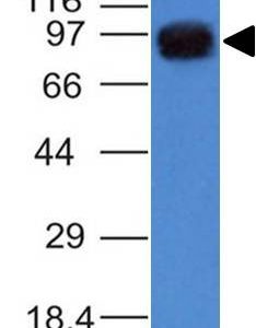 Western Blot of A549 cell lysate using UACA / Nucling Monoclonal Antibody (AE-5)