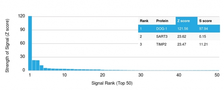 Analysis of Protein Array containing more than 19,000 full-length human proteins using DOG-1 Mouse Monoclonal Antibody (DG1/1485). Z- and S- Score: The Z-score represents the strength of a signal that a monoclonal antibody (Monoclonal Antibody) (in combination with a fluorescently-tagged anti-IgG secondary antibody) produces when binding to a particular protein on the HuProtTM array. Z-scores are described in units of standard deviations (SD's) above the mean value of all signals generated on that array. If targets on HuProtTM are arranged in descending order of the Z-score, the S-score is the difference (also in units of SD's) between the Z-score. S-score therefore represents the relative target specificity of a Monoclonal Antibody to its intended target. A Monoclonal Antibody is considered to specific to its intended target, if the Monoclonal Antibody has an S-score of at least 2.5. For example, if a Monoclonal Antibody binds to protein X with a Z-score of 43 and to protein Y with a Z-score of 14, then the S-score for the binding of that Monoclonal Antibody to protein X is equal to 29. DOG-1 / TMEM16A (Gastrointestinal Stromal Tumor Marker) Antibody - Image 3