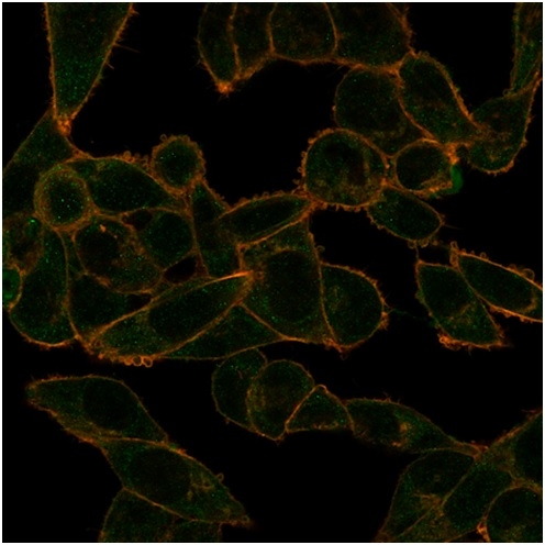 Immunofluorescence Analysis of PFA-fixed HeLa cells stained using PHF10 Mouse Monoclonal Antibody (PCRP-PHF10-2A10) followed by goat anti-mouse IgG-CF488 (green). CF640A phalloidin (red).