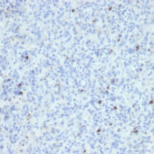 Formalin-fixed, paraffin-embedded human Spleen stained with Perforin Mouse Monoclonal Antibody (SPM434).
