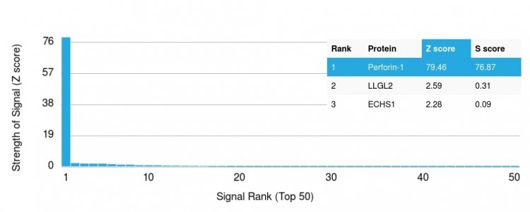 Analysis of Protein Array containing more than 19,000 full-length human proteins using Perforin-1 Mouse Monoclonal Antibody (PRF1/2468) Z- and S- Score: The Z-score represents the strength of a signal that a monoclonal antibody (Monoclonal Antibody) (in combination with a fluorescently-tagged anti-IgG secondary antibody) produces when binding to a particular protein on the HuProtTM array. Z-scores are described in units of standard deviations (SD's) above the mean value of all signals generated on that array. If targets on HuProtTM are arranged in descending order of the Z-score, the S-score is the difference (also in units of SD's) between the Z-score. S-score therefore represents the relative target specificity of a Monoclonal Antibody to its intended target. A Monoclonal Antibody is considered to specific to its intended target, if the Monoclonal Antibody has an S-score of at least 2.5. For example, if a Monoclonal Antibody binds to protein X with a Z-score of 43 and to protein Y with a Z-score of 14, then the S-score for the binding of that Monoclonal Antibody to protein X is equal to 29. Perforin-1 (Pore Forming Protein) (Apoptosis Marker) Antibody