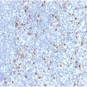 Formalin-fixed, paraffin-embedded human spleen stained with Perforin-1Monospecific Mouse Monoclonal Antibody (PRF1/2470).