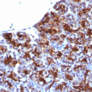 Formalin-fixed, paraffin-embedded human Pancreas stained with MAML3 Monoclonal Antibody (MAML3/1303).