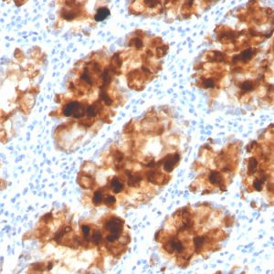 Formalin-fixed, paraffin-embedded human colon stained with Intelectin 1 / Omentin Mouse Monoclonal Antibody (ITLN1/4063).