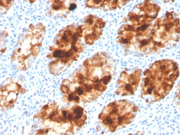 Formalin-fixed, paraffin-embedded human colon stained with Intelectin 1 / Omentin Mouse Monoclonal Antibody (ITLN1/4063).