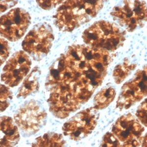 Formalin-fixed, paraffin-embedded human colon stained with Intelectin 1 / Omentin Mouse Monoclonal Antibody (ITLN1/4065).