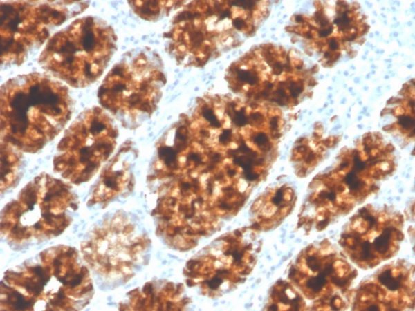 Formalin-fixed, paraffin-embedded human colon stained with Intelectin 1 / Omentin Mouse Monoclonal Antibody (ITLN1/4065).
